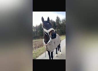 Trotón alemán, Caballo castrado, 7 años, 155 cm, Negro