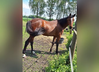 Trotón alemán, Caballo castrado, 7 años, 157 cm, Castaño