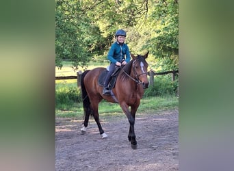Trotón alemán, Caballo castrado, 7 años, 157 cm, Castaño