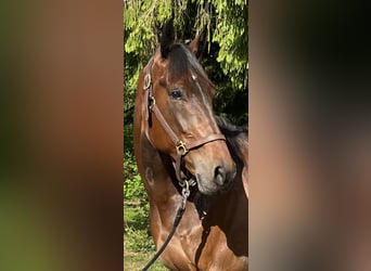 Trotón alemán, Caballo castrado, 7 años, 172 cm, Castaño