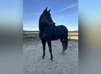 Trotón alemán Mestizo, Caballo castrado, 8 años, 150 cm, Negro