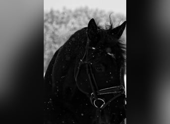 Trotón alemán Mestizo, Caballo castrado, 8 años, 150 cm, Negro