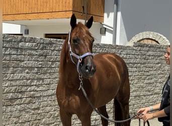 Trotón alemán, Caballo castrado, 8 años, 158 cm, Alazán