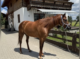 Trotón alemán, Caballo castrado, 8 años, 158 cm, Alazán