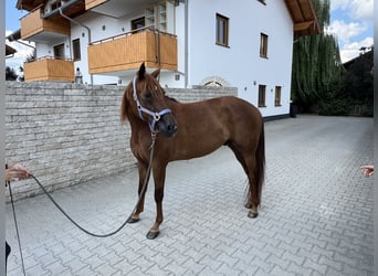 Trotón alemán, Caballo castrado, 8 años, 158 cm, Alazán