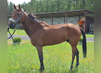 Trotón alemán, Caballo castrado, 8 años, 160 cm, Castaño