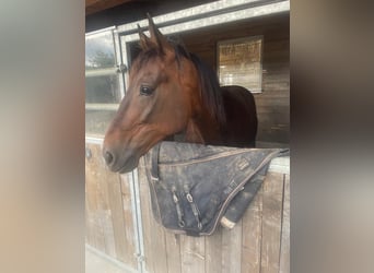 Trotón alemán, Caballo castrado, 8 años, 160 cm, Castaño oscuro