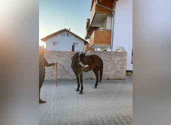 Trotón alemán, Caballo castrado, 8 años, 160 cm, Castaño oscuro