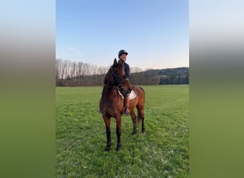 Trotón alemán, Caballo castrado, 8 años, 160 cm, Castaño oscuro