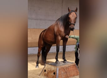 Trotón alemán, Caballo castrado, 8 años, 164 cm, Castaño