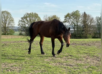 Trotón alemán, Caballo castrado, 8 años, 164 cm, Castaño