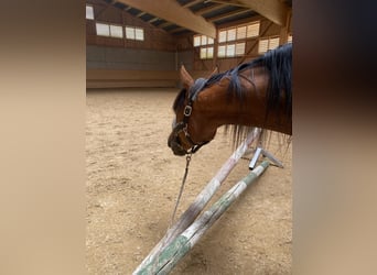 Trotón alemán, Caballo castrado, 8 años, 164 cm, Castaño