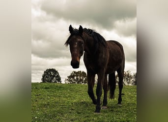 Trotón alemán, Caballo castrado, 8 años, 164 cm, Castaño