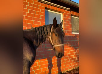 Trotón alemán, Caballo castrado, 8 años, 165 cm, Castaño oscuro