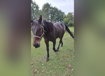 Trotón alemán, Caballo castrado, 8 años, 165 cm, Castaño oscuro