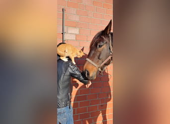 Trotón alemán, Caballo castrado, 8 años, 165 cm, Castaño oscuro