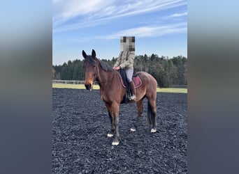 Trotón alemán, Caballo castrado, 8 años, 170 cm, Castaño