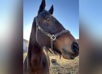 Trotón alemán, Caballo castrado, 8 años, 177 cm, Castaño oscuro