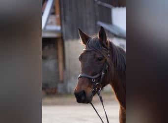 Trotón alemán, Caballo castrado, 9 años, 155 cm, Castaño