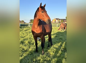 Trotón alemán, Caballo castrado, 9 años, 163 cm, Alazán-tostado