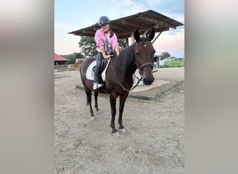 Trotón alemán, Yegua, 14 años, 148 cm, Castaño oscuro