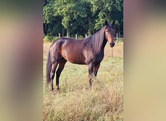 Trotón alemán, Yegua, 4 años, 155 cm, Castaño oscuro