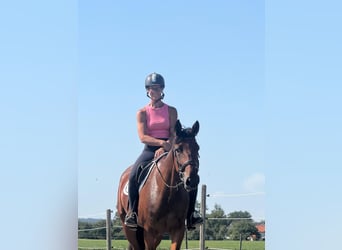 Trotón alemán, Yegua, 4 años, 162 cm, Castaño