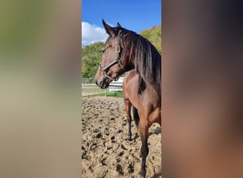 Trotón alemán, Yegua, 6 años, 160 cm, Castaño oscuro