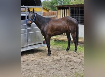 Trotón americano, Caballo castrado, 10 años, 163 cm, Castaño oscuro