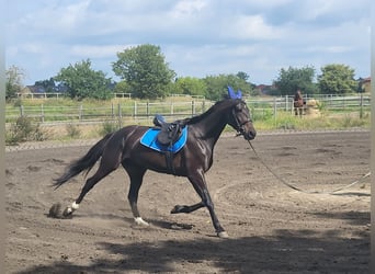 Trotón americano, Caballo castrado, 5 años, 164 cm, Castaño oscuro