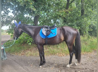 Trotón americano, Caballo castrado, 5 años, 164 cm, Castaño oscuro