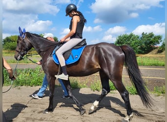 Trotón americano, Caballo castrado, 5 años, 164 cm, Castaño oscuro