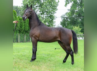 Trotón americano, Semental, 1 año, 163 cm, Castaño oscuro