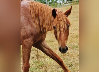 Trotón americano, Yegua, 2 años, 160 cm, Ruano alazán