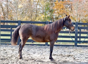 Trotón americano, Yegua, 7 años, Castaño rojizo