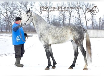 Trotón de Orlow, Caballo castrado, 4 años, 163 cm, Tordo