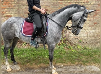 Trotón de Orlow, Caballo castrado, 5 años