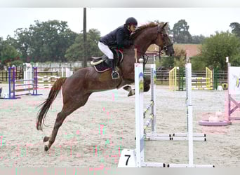 Trotón francés, Caballo castrado, 10 años, 162 cm, Alazán-tostado
