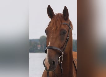 Trotón francés, Caballo castrado, 10 años, 173 cm, Alazán