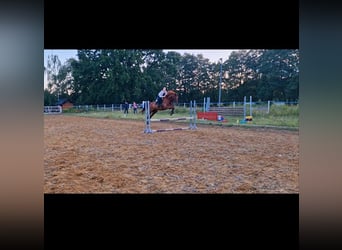 Trotón francés, Caballo castrado, 11 años, 165 cm, Alazán