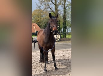 Trotón francés, Caballo castrado, 11 años