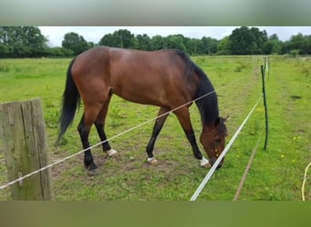 Trotón francés, Caballo castrado, 12 años, 168 cm, Castaño