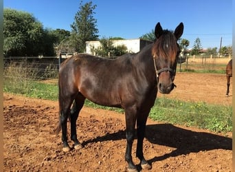 Trotón francés, Caballo castrado, 13 años, 160 cm