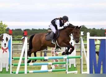 Trotón francés, Caballo castrado, 13 años, 162 cm, Castaño