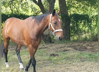 Trotón francés, Caballo castrado, 13 años, 165 cm, Castaño