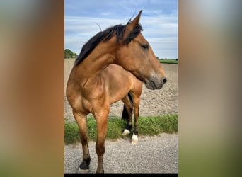 Trotón francés, Caballo castrado, 13 años, 169 cm, Castaño