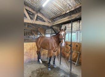 Trotón francés, Caballo castrado, 14 años, 163 cm, Castaño