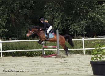 Trotón francés, Caballo castrado, 17 años, 160 cm, Castaño