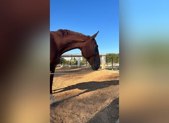 Trotón francés, Caballo castrado, 17 años, 173 cm, Alazán rojizo