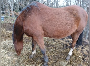 Trotón francés, Caballo castrado, 19 años, 162 cm, Castaño